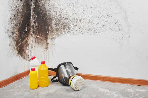 Best White Mold Remediation in Brownsville, TX