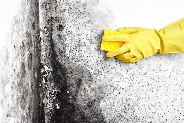 Best Bathroom Mold Remediation in Brownsville, TX
