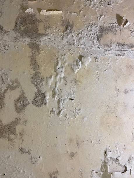 Best Commercial Mold Remediation in Brownsville, TX