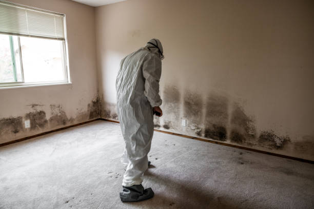 Best Basement Mold Remediation in Brownsville, TX