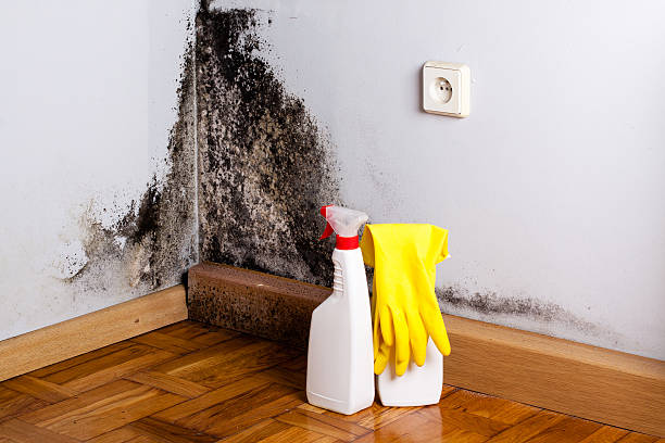Best Preventive Mold Services in Brownsville, TX