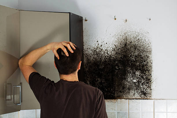 Best Residential Mold Remediation in Brownsville, TX
