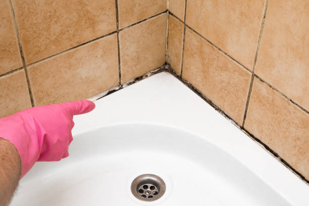 Best Black Mold Remediation in Brownsville, TX